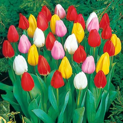 チューリップ 一重咲きミックス