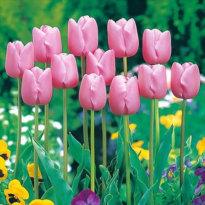 チューリップ 桃色種