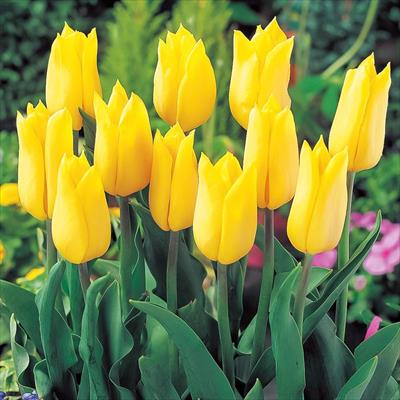 チューリップ 黄色種