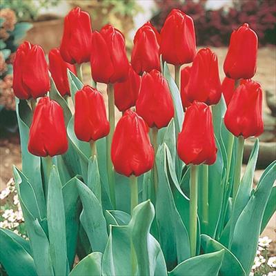 チューリップ 赤色種