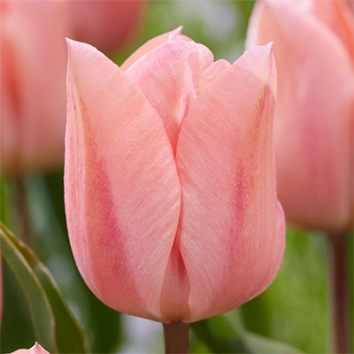 チューリップ 一重咲き アプリコットビューティー