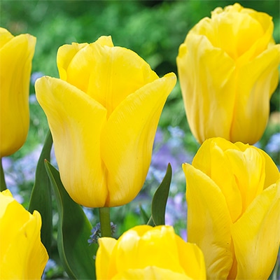 チューリップ 一重咲き ストロングゴールド