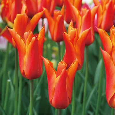 カラーパレット(R) チューリップ ユリ咲き バレリーナ（R）