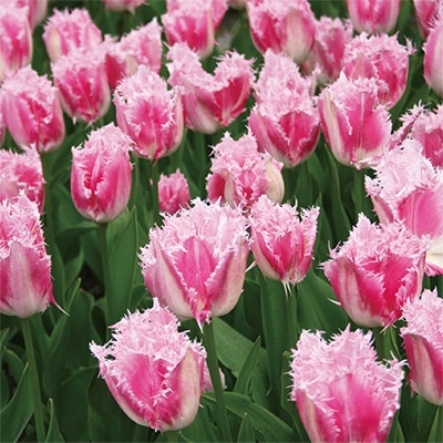 チューリップ フリンジ咲き ハウステンボス