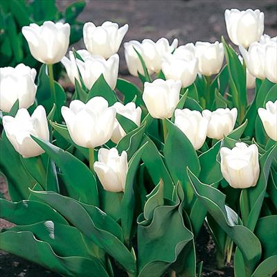 チューリップ 白色種