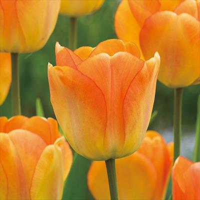 カラーパレット(R) チューリップ 一重咲き デイドリーム