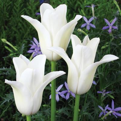 チューリップ ユリ咲き ホワイトスワン