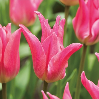 チューリップ ユリ咲き プリティーラブ