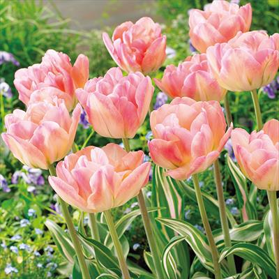 チューリップ 八重咲き ハッピーアップスター