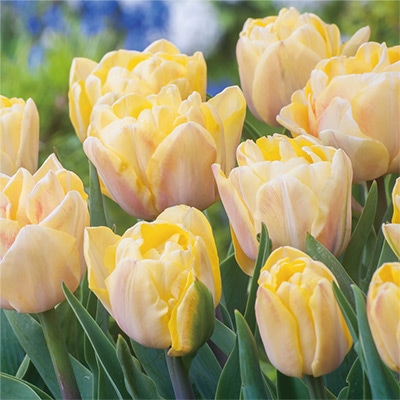 カラーパレット(R) チューリップ 八重咲き フォクシーフォックストロット