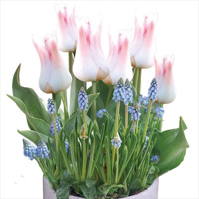 ちいさな寄せ植えプレミアムシリーズ ピンク2種ミックス