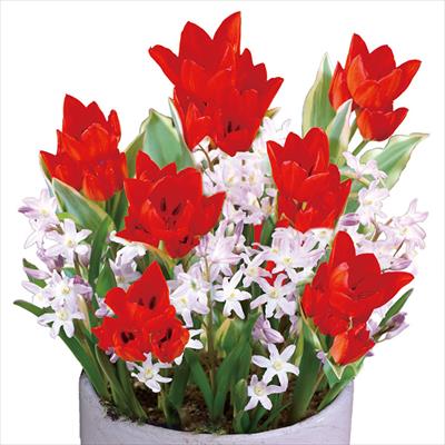 ちいさな寄せ植えプレミアムシリーズ レッド2種ミックス