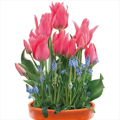 ちいさな寄せ植え 眠りの森の精2種ミックス