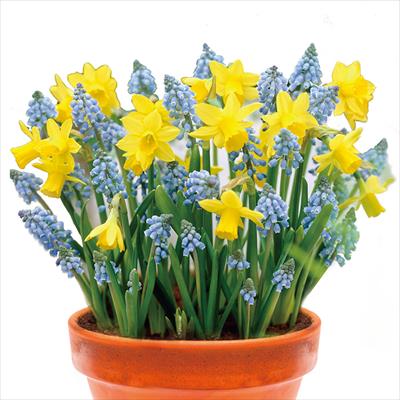 ちいさな寄せ植え ひだまりの精2種ミックス