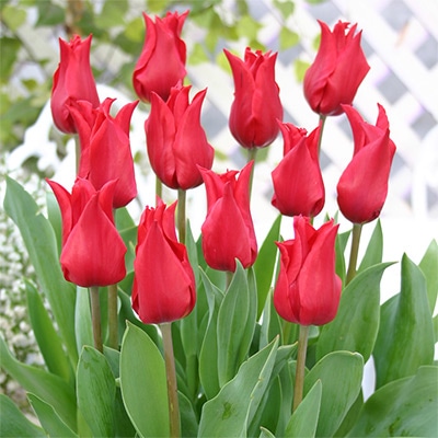 チューリップ ユリ咲き プリティーウーマン