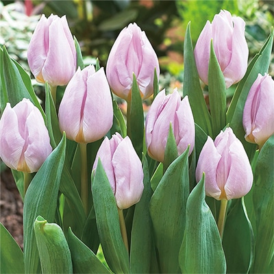 チューリップ 一重咲き キャンディープリンス