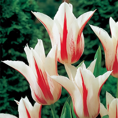 カラーパレット(R) チューリップ ユリ咲き マリリン