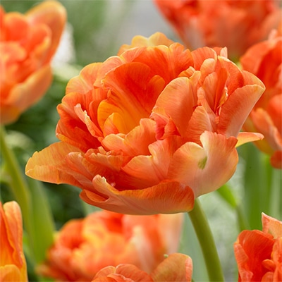 チューリップ 八重咲き チャーミングビューティ