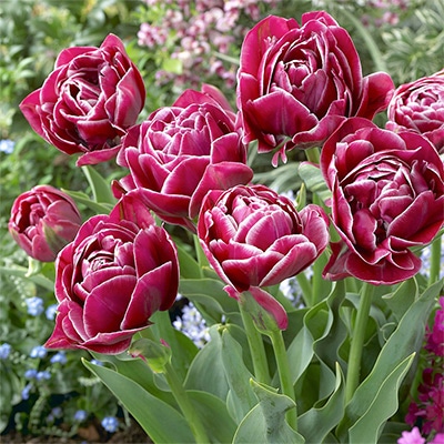 チューリップ 八重咲き ドリームタッチ