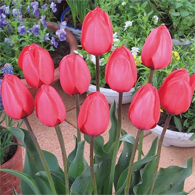 国産球チューリップ 超特大球一重咲き レッドインプレッション