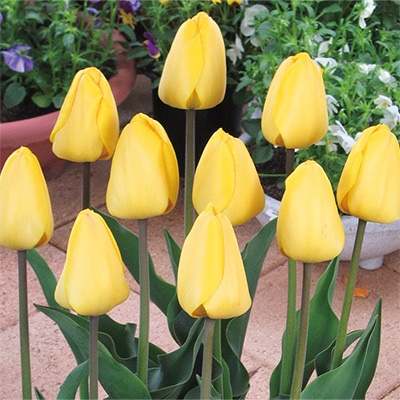 国産球チューリップ 超特大球一重咲き ゴールデンオックスフォード