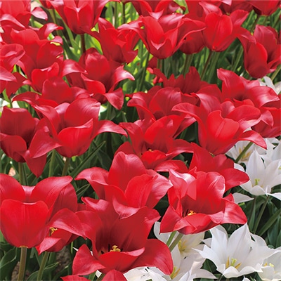 国産球チューリップ ユリ咲き キャンドルルージュ