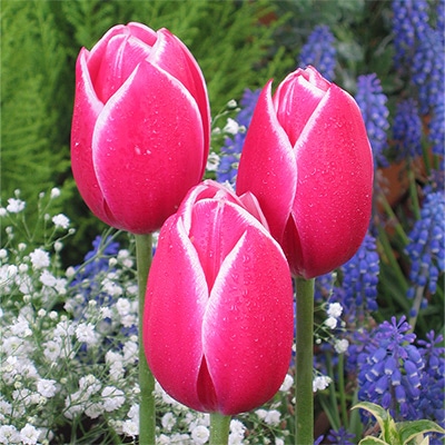 チューリップ ユリ咲き メリープリンス