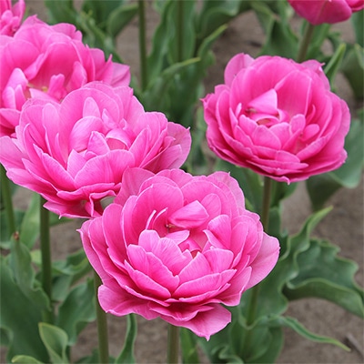 チューリップ 八重咲き 越爛漫