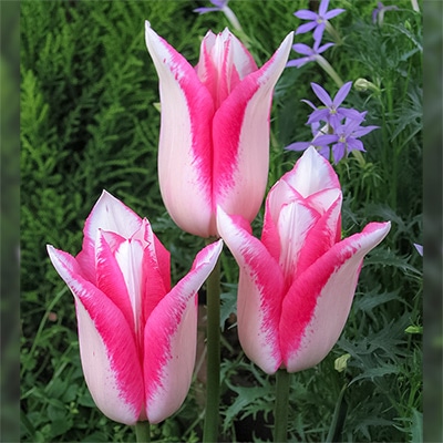国産球チューリップ ユリ咲き スプリングファンタジー