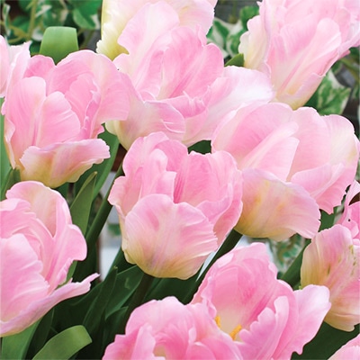 国産球チューリップ パーロット咲き 恋心