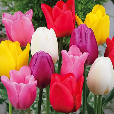 国産球チューリップ 国産球 一重咲きミックス
