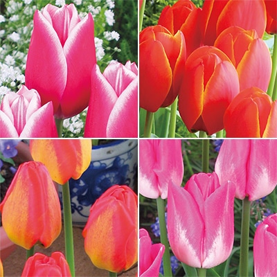 国産球チューリップ 国産球 二色咲きミックス