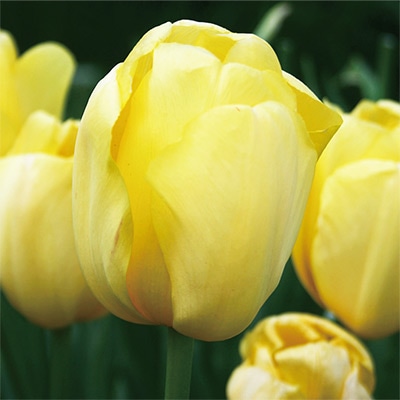 チューリップ 一重咲き ノビサン