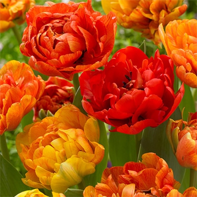 チューリップ 八重咲き サンラバー