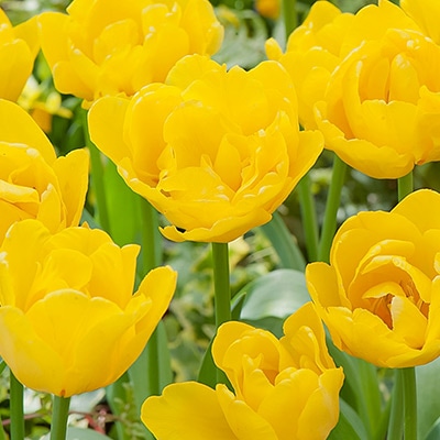 カラーパレット(R) チューリップ 八重咲き リムジン