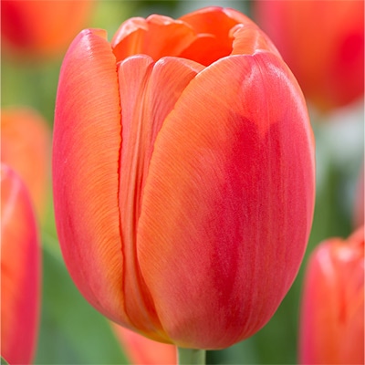 チューリップ 一重咲き オレンジジュース