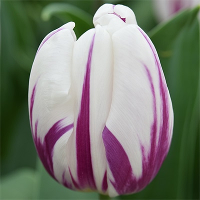 チューリップ 一重咲き フレミングフラッグ