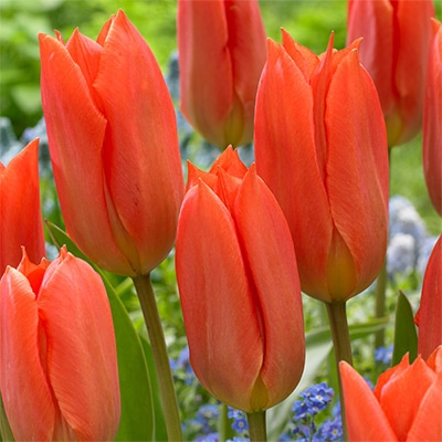 チューリップ 一重咲き オレンジブリリアント