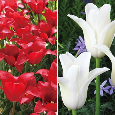 新潟生まれのチューリップ ユリ咲き紅白2種セット