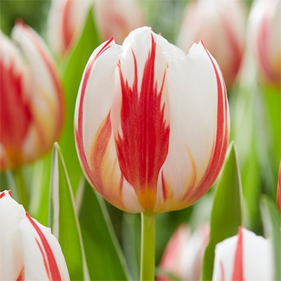 カラーパレット(R) チューリップ 一重咲き カーニバルデリオ