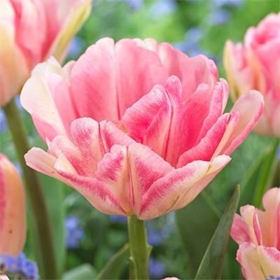 チューリップ 八重咲き フォックストロット