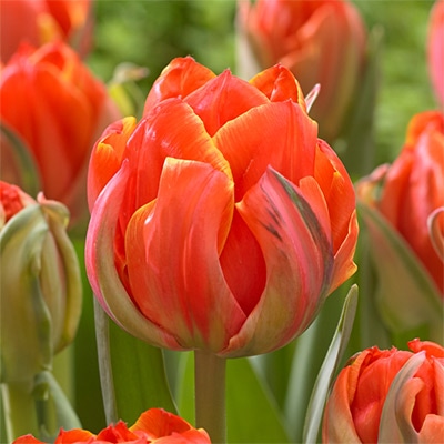 チューリップ 八重咲き クイーンズデー