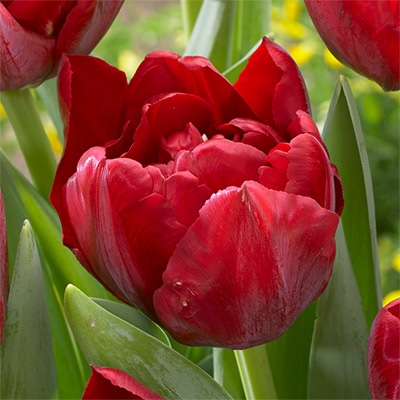 チューリップ 八重咲き スカーレットベロナ