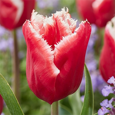 チューリップ フリンジ咲き カナスタ