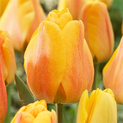 チューリップ 一重咲き ビューティーオブアペルドーン