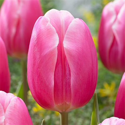 チューリップ 一重咲き ミルクシェイク