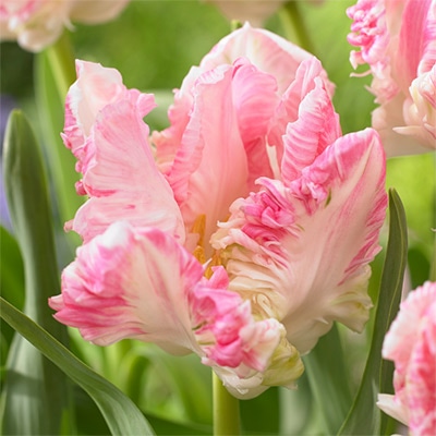 チューリップ パーロット咲き カバナ