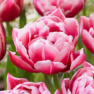 チューリップ 八重咲き コロンブス