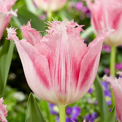チューリップ フリンジ咲き ハイチ