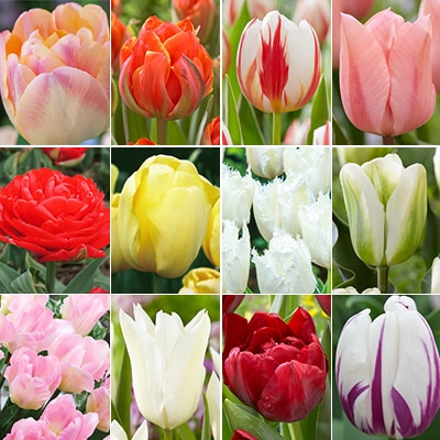 チューリップ スペシャルミックス  20品種